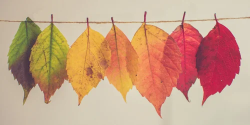 Hanging Leaves