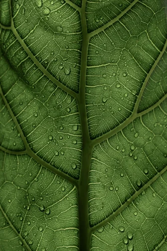 Translucent Leaf