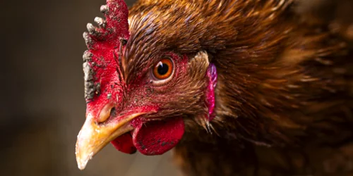 Chicken Closeup