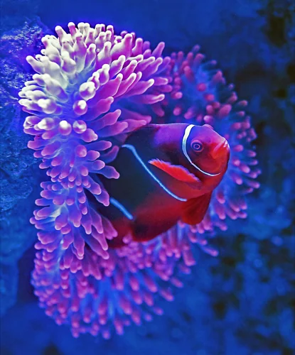 Red Fish, Pink Coral