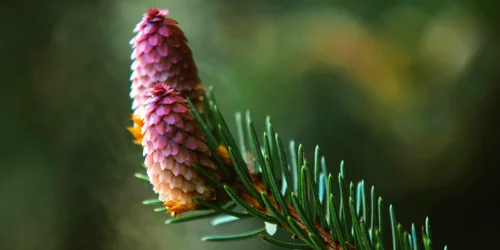 Colorful Pinecone
